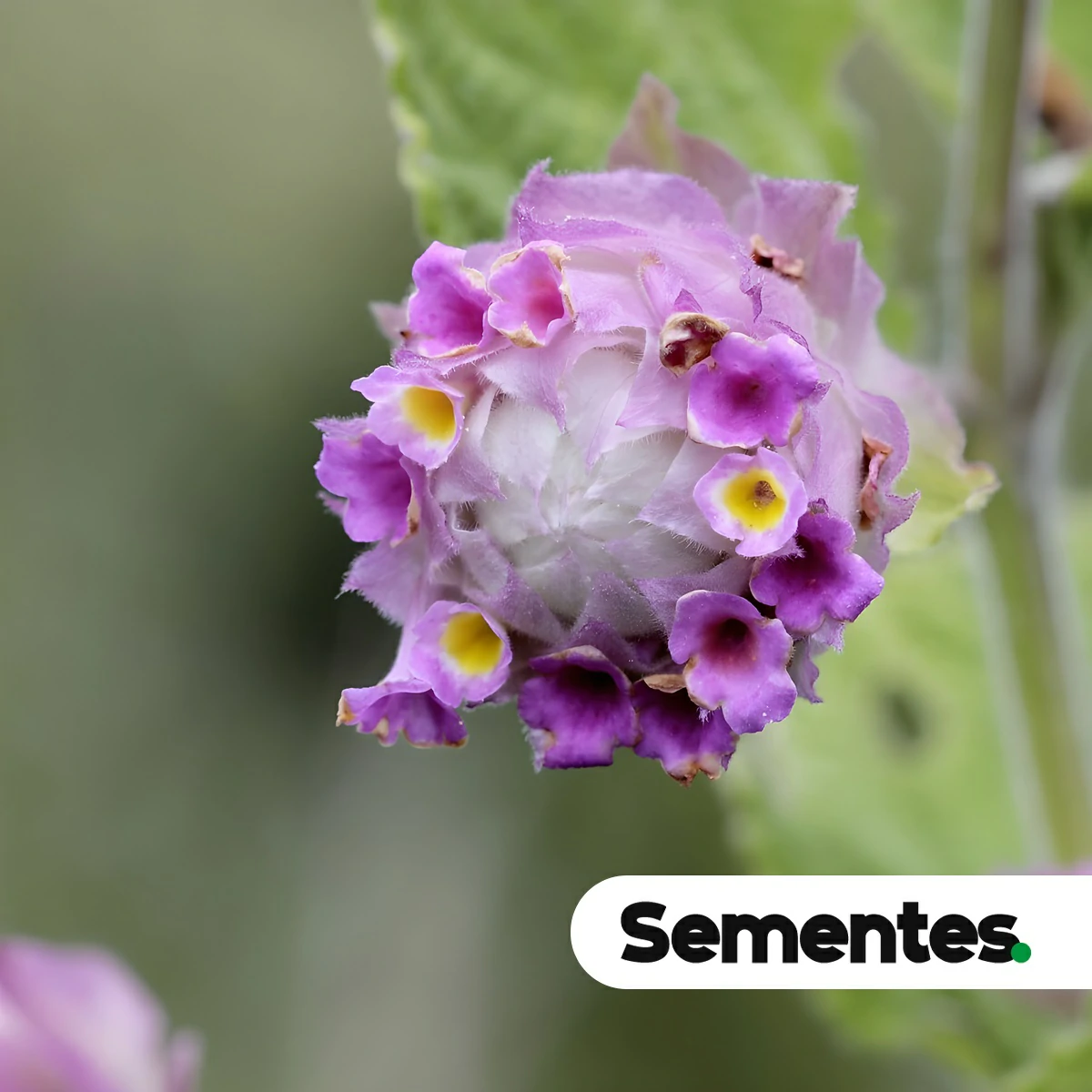 Espécie Lippia lupulina (Lippia lupulina) para restauração ecológica