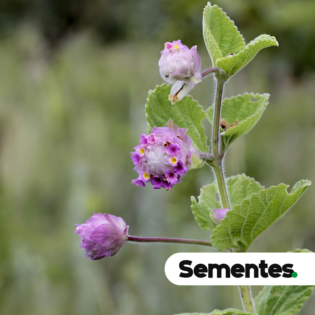 Lippia lupulina Cham. 5