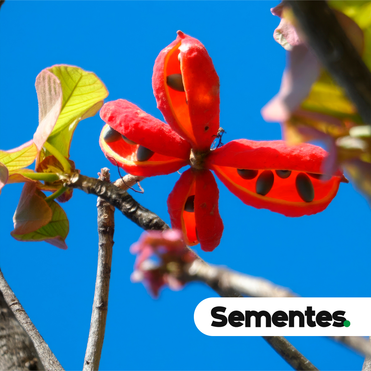 Sterculia striata A.St.-Hil. & Naudin 2