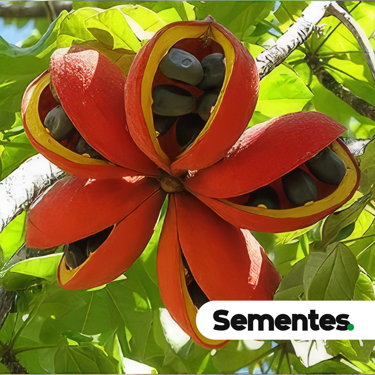 Sterculia striata A.St.-Hil. & Naudin 3
