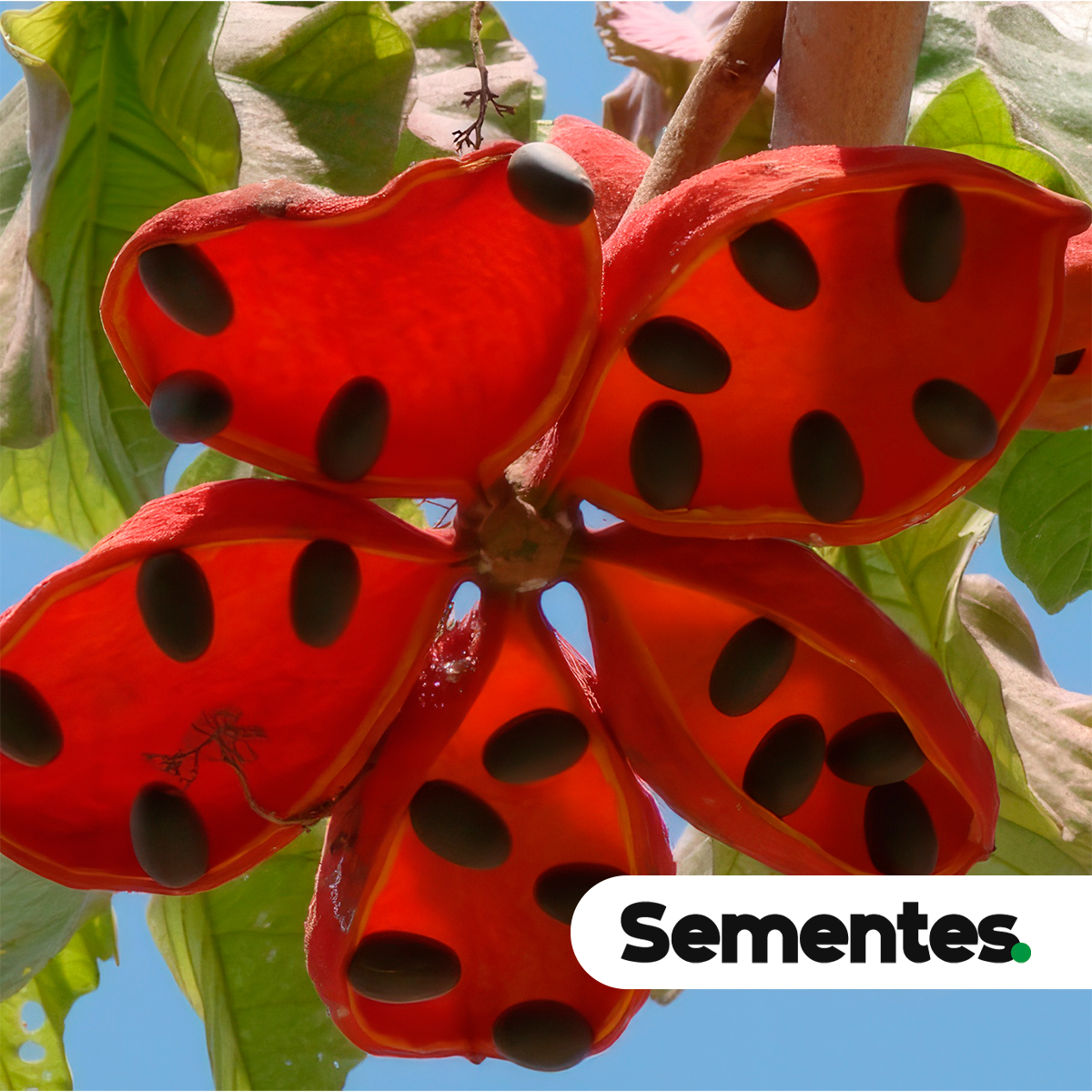 Sterculia striata A.St.-Hil. & Naudin 4