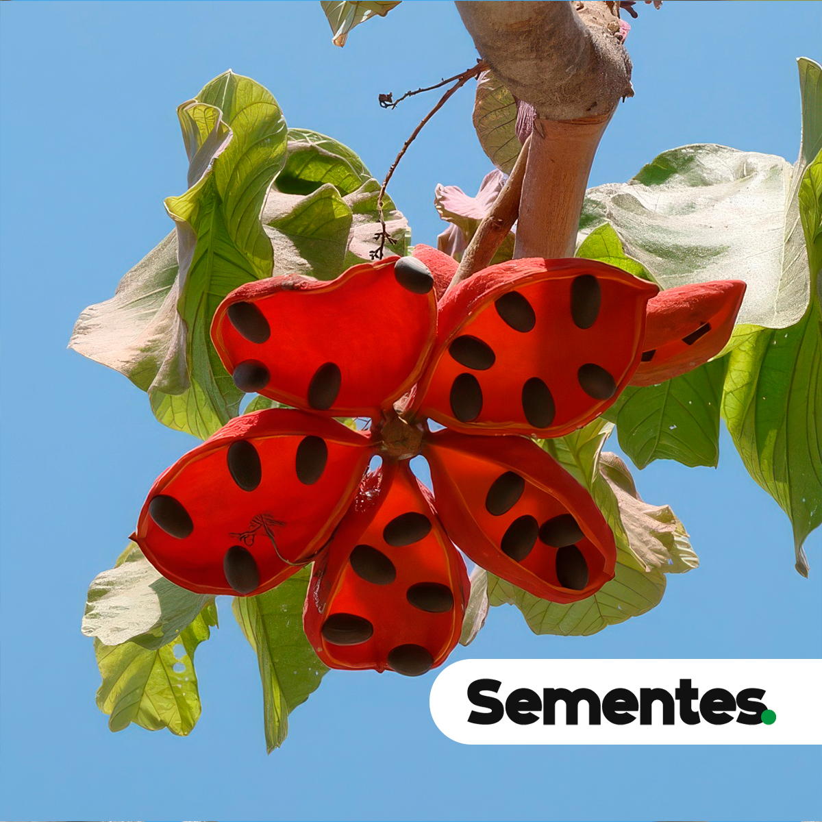 Sterculia striata A.St.-Hil. & Naudin 5