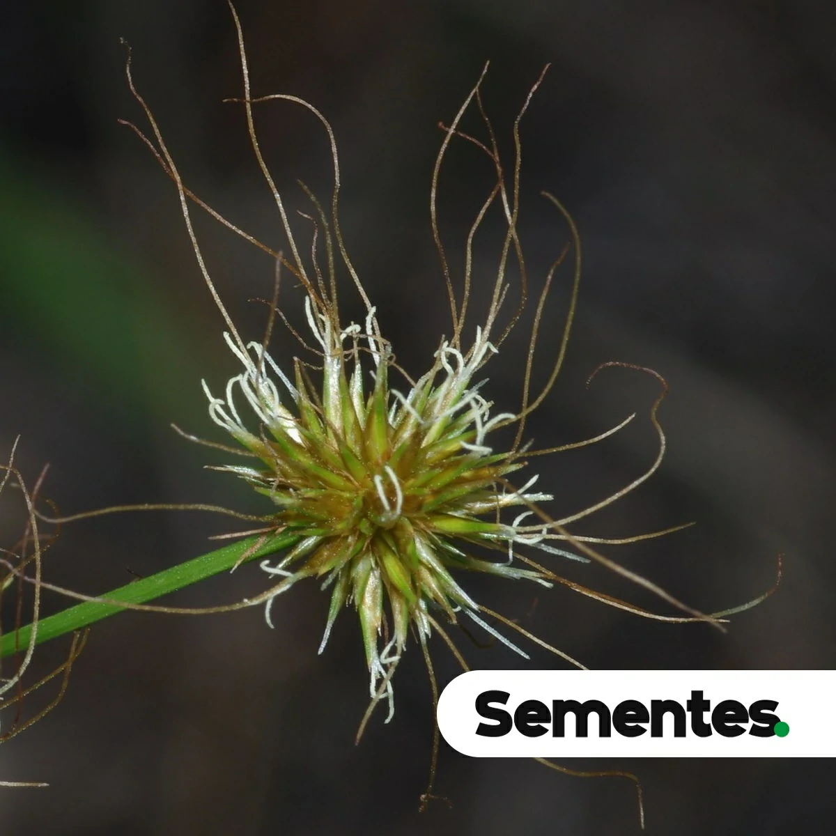 Sementes de Rhynchospora holoschoenoides