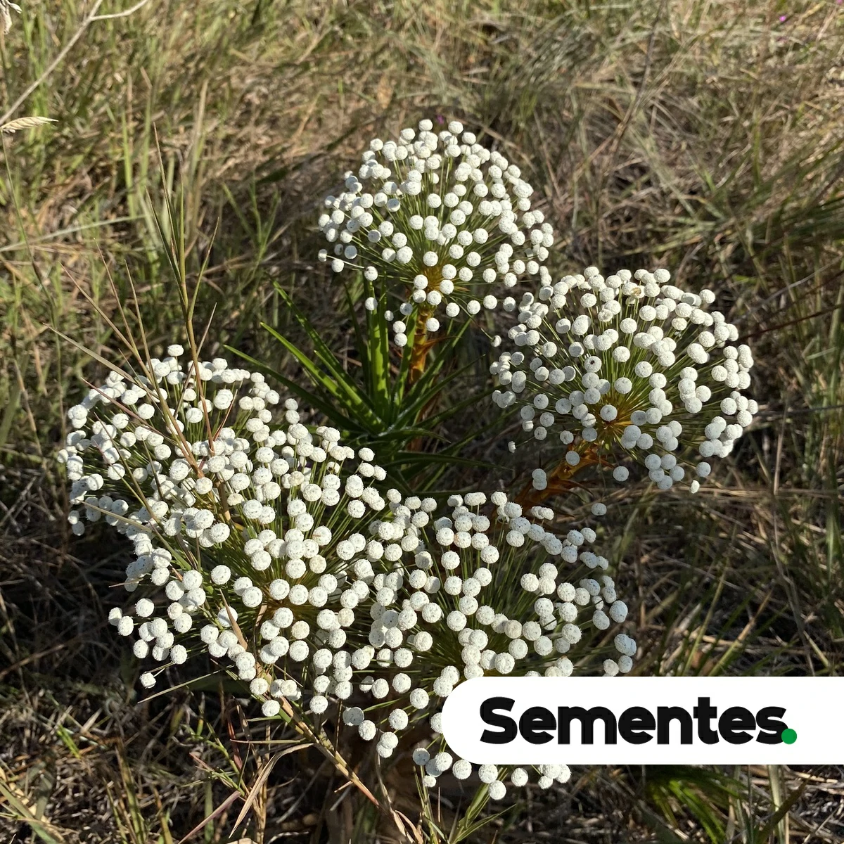 Sementes de Coracoralina chiquitensis