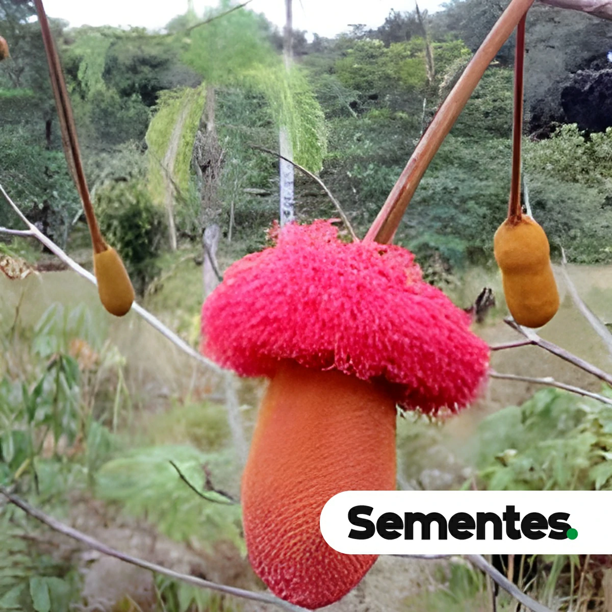 Espécie faveira-atanan (Parkia gigantocarpa) para restauração ecológica
