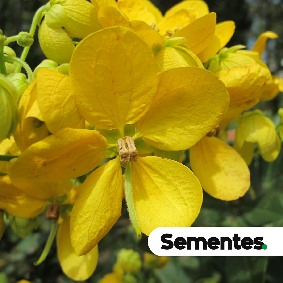 Espécie Senna rugosa (Senna rugosa) para restauração ecológica