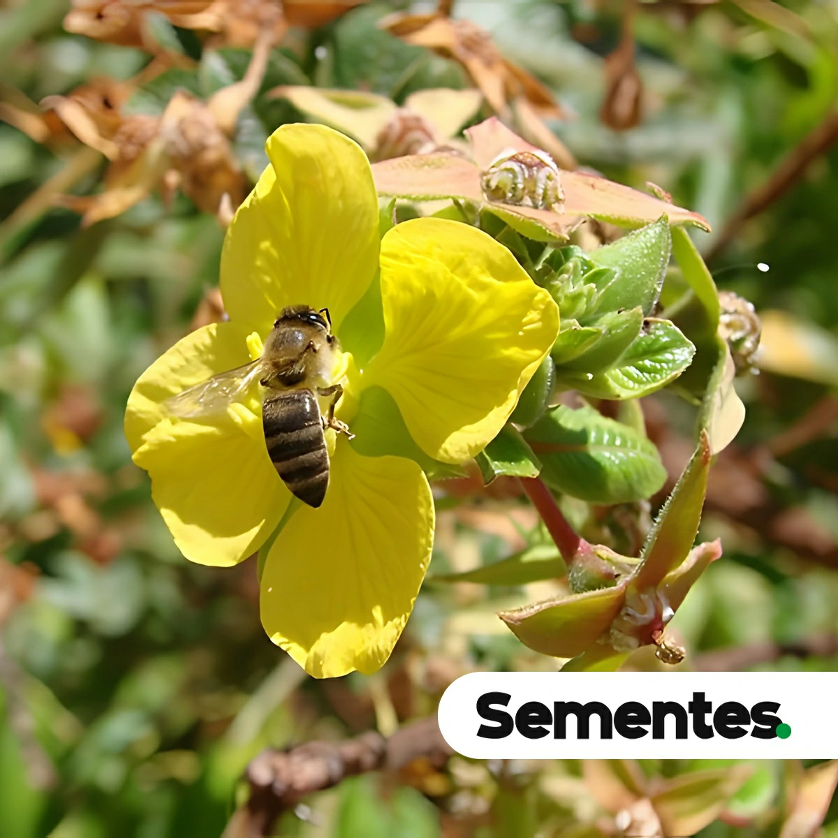 Espécie Ludwigia tomentosa (Ludwigia tomentosa) para restauração ecológica