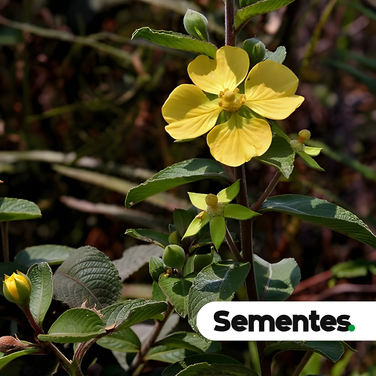 Ludwigia tomentosa (Cambess.) H.Hara 2