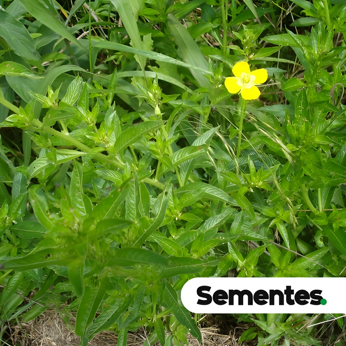 Ludwigia tomentosa (Cambess.) H.Hara 3