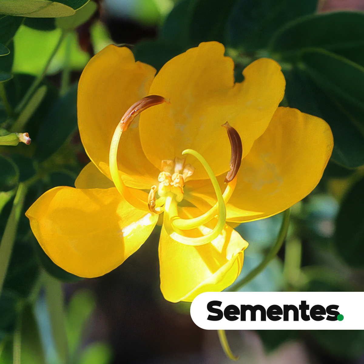 Sementes de Cassia bicapsularis