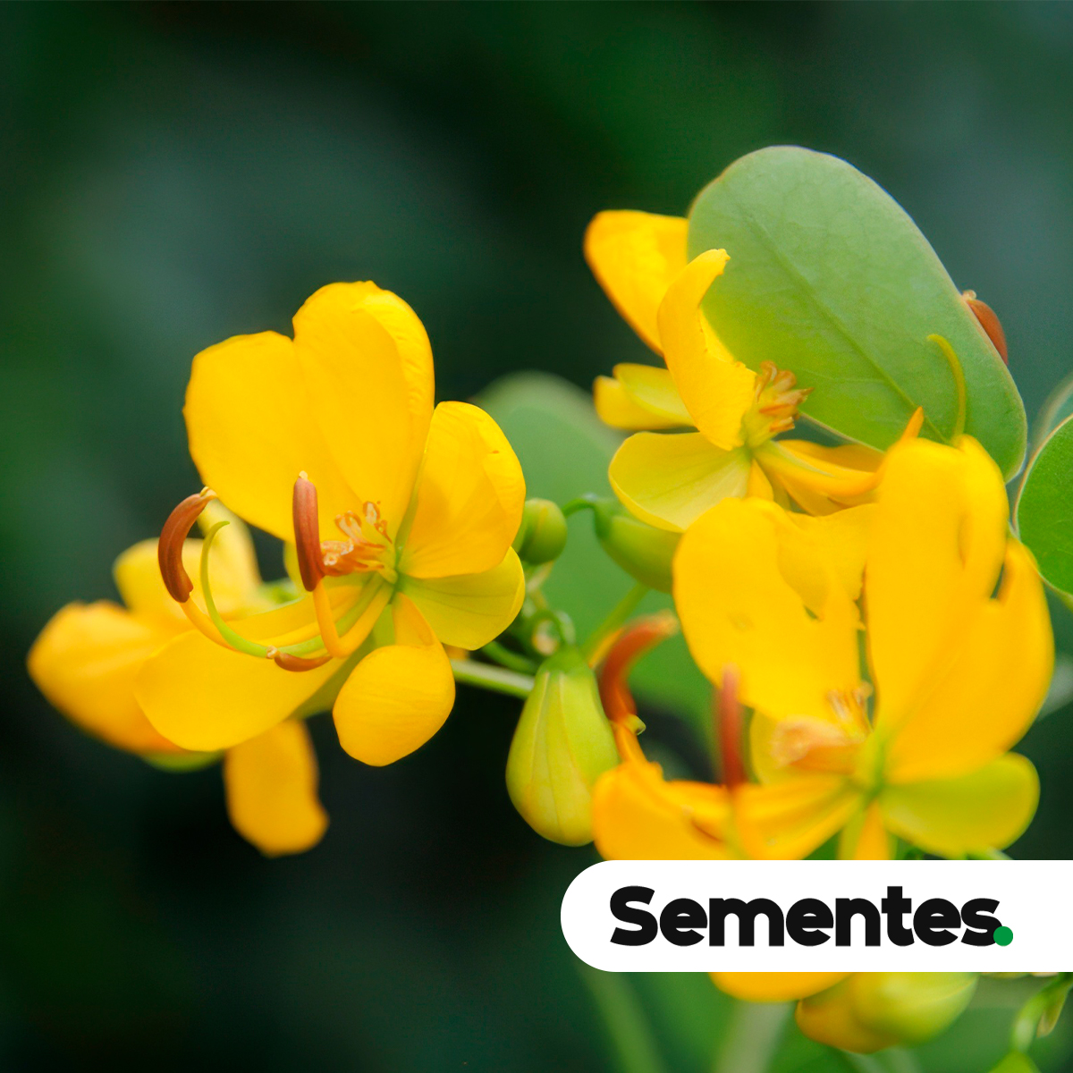 Cassia bicapsularis L. 3