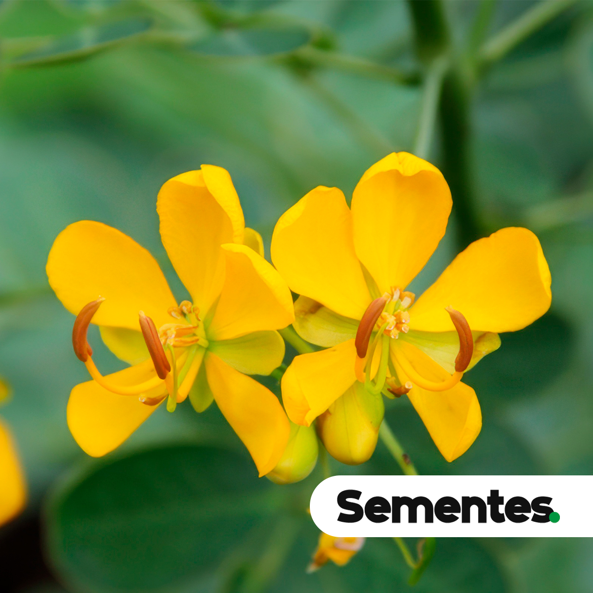 Cassia bicapsularis L. 4