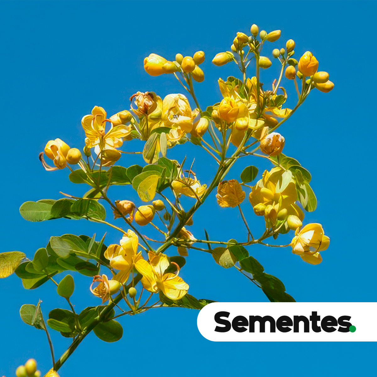Cassia bicapsularis L. 5