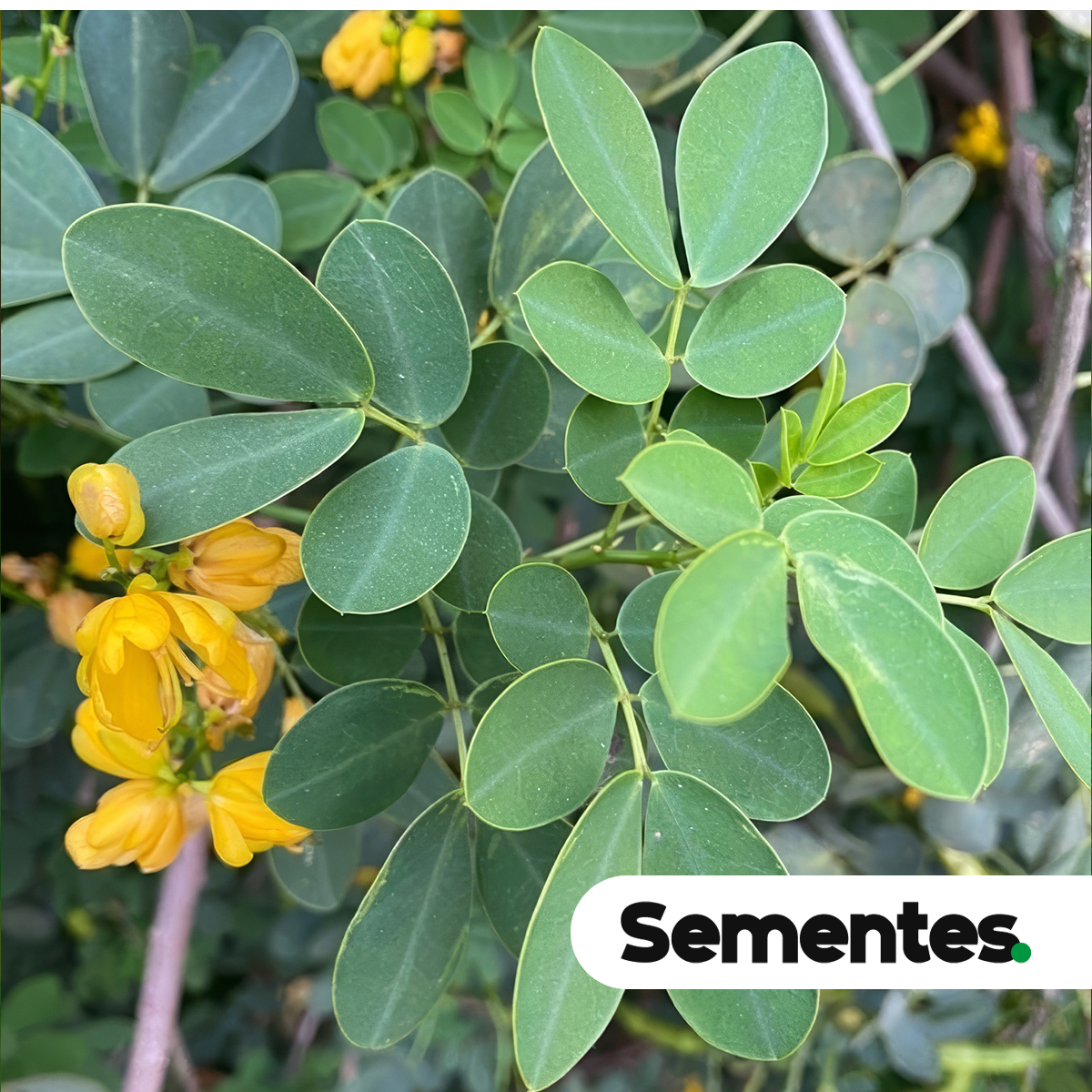 Cassia bicapsularis L. 6